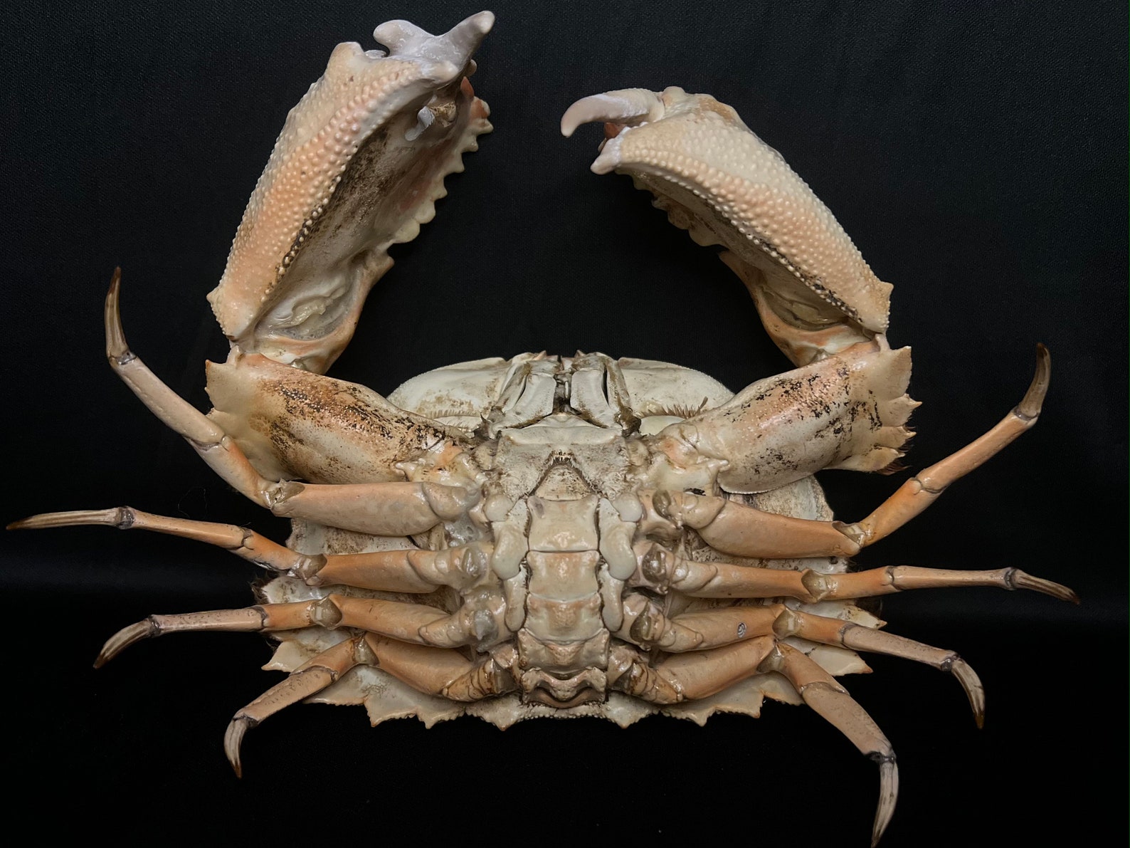 Calappa Japonica Crab Specimen - Etsy