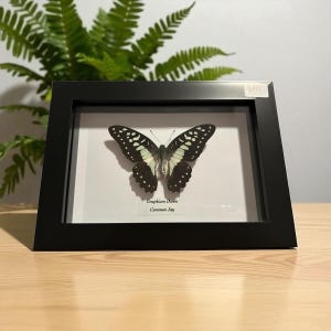 Könnte beinhalten: Ein gerahmtes Schmetterlingspräparat mit einem Common Jay-Schmetterling. Der Schmetterling hat schwarz-weiß gemusterte Flügel mit einem hellgrünen Körper. Der schwarze rechteckige Rahmen zeigt den wissenschaftlichen Namen und den gebräuchlichen Namen des Schmetterlings.