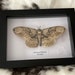 Brahmaea Wallichii - Owl Moth in Taxidermy Frame