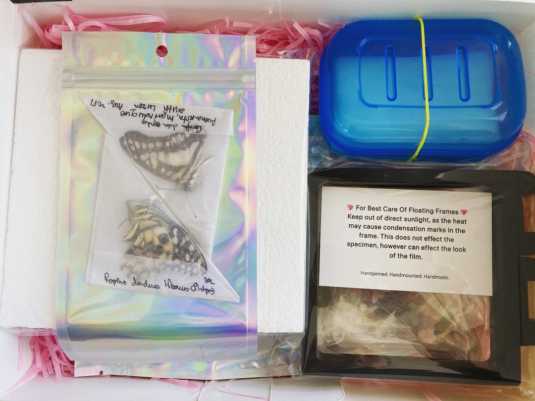 DIY Butterfly Mounting Kit Etsy Australia