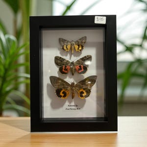 May include: A framed display featuring three preserved Fruit Piercing Moths, showcasing their intricate wing patterns in shades of brown, yellow, and red. The black frame highlights the specimens, with the scientific name visible. A unique piece for insect enthusiasts.