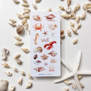 Coquillages - Stickers transparents brillants