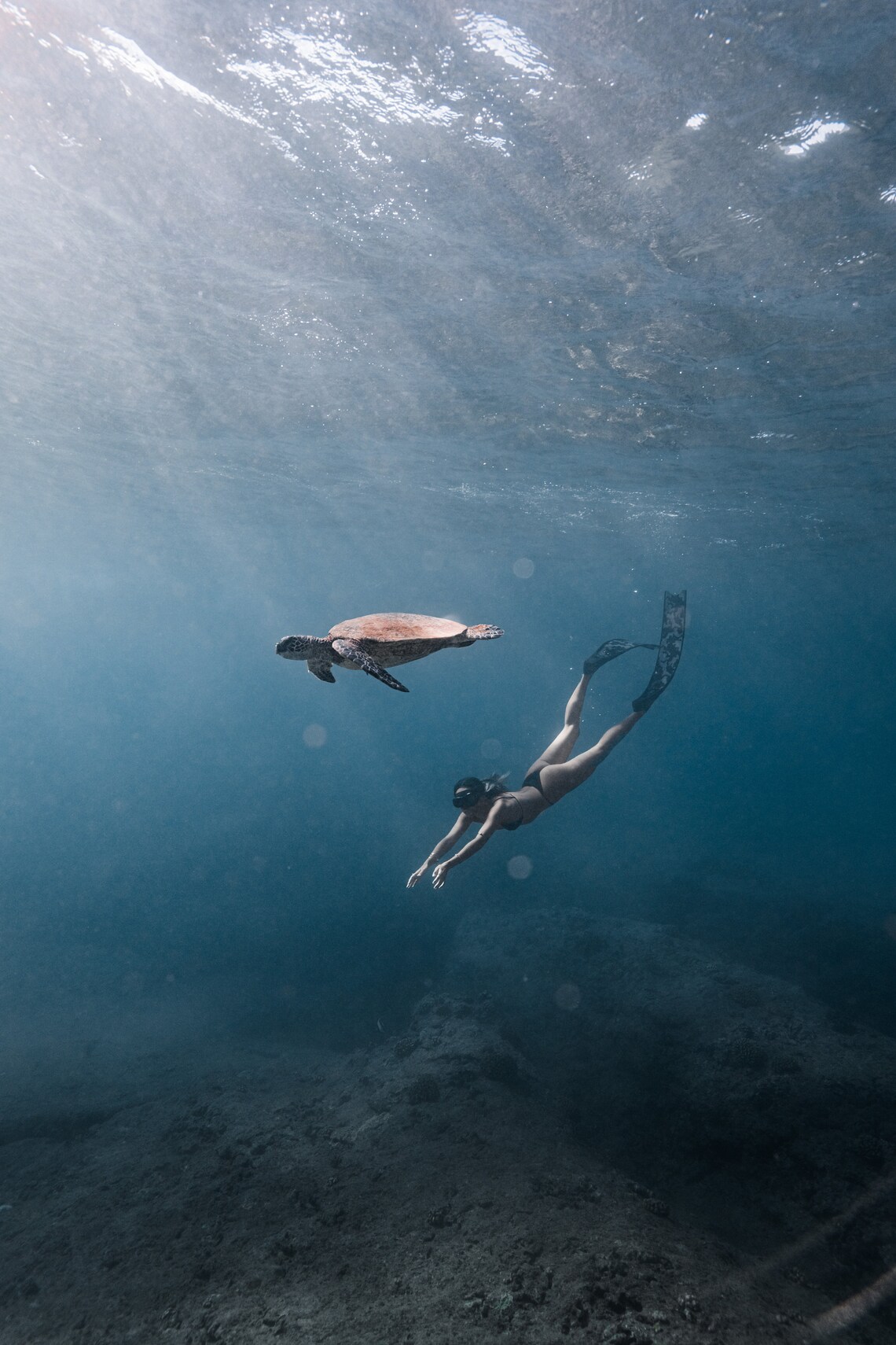 PREMIUM Underwater Lightroom Preset Etsy