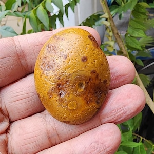 Gobi Augen Achat Natürlicher Gobi Achat.  Wüste Gobi Ägypten . 42GR Hochwertiger Gobi Achat. Heilstein Achat. Beruhigender Kristall