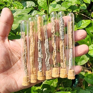 Fulgurit: Saharaöknens blixtnedslag i smält glas (5,5 gr)
