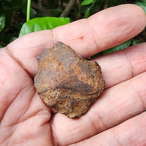 Gebel Kamil Meteorit - Eisen Meteorit - Meteorit Gestein - aus Ägypten - 31,5gr - Sammlung - Meteorit - Camille Eisen Meteorit