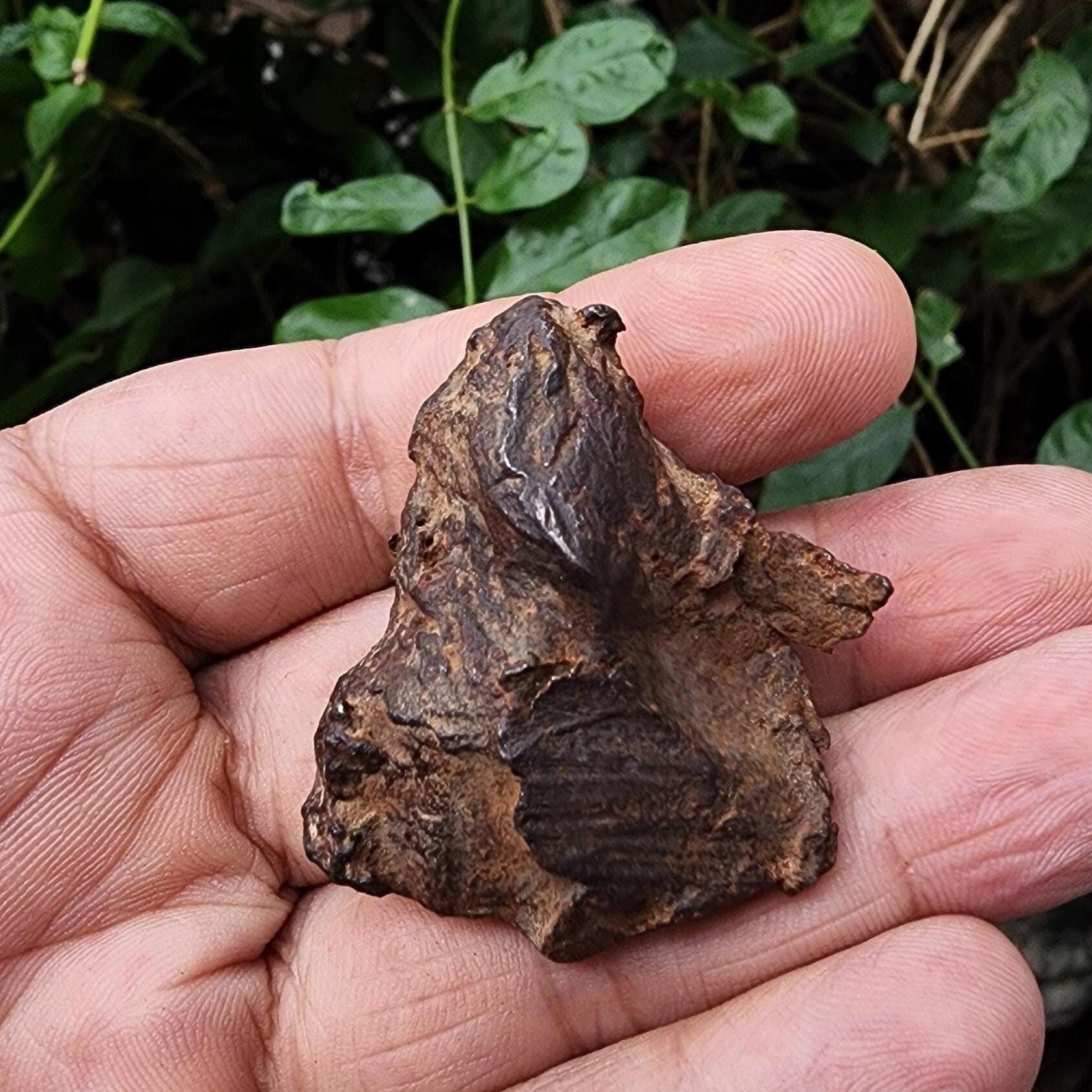 ゲベル・カミル隕石 - 鉄隕石 - 隕石岩 - エジプト産 - 92グラム