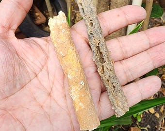 Fulgurite: Lightning Glass Sand Tube ,  Sahara Desert Fulgurite