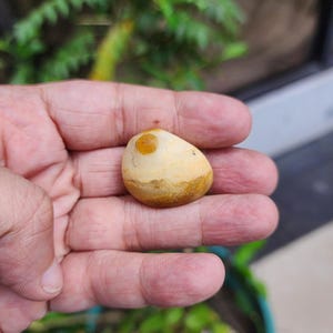 Gobi Augen Achat Natürlicher Gobi Achat.  Wüste Gobi Ägypten.  15,5GR Hochwertiger Gobi Achat. Heilstein Achat. Beruhigender Kristall