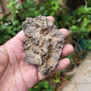 Fulgurite Lightning Glass . FULGURITE Stone, Lightning Strikes Sand - Hollow Glass Tube, Sahara Desert Lightning . Fulgurite Grade A . 32GR