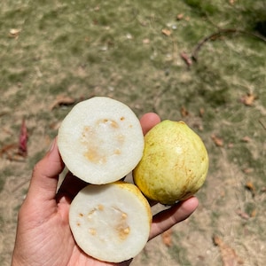 White Guava Seeds