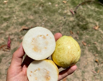 White Guava Seeds