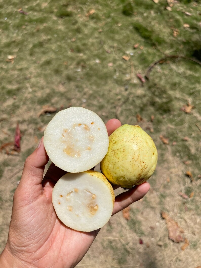 May include: Two halves of a guava fruit, one with the skin on and the other with the skin removed, revealing the white flesh and seeds. The fruit is held in a hand against a blurred background of green grass.
