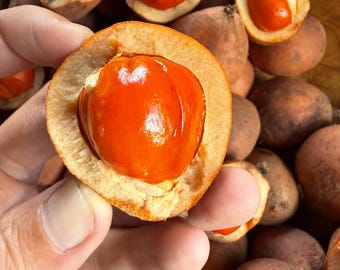 Baccarea Costulata SEEDS