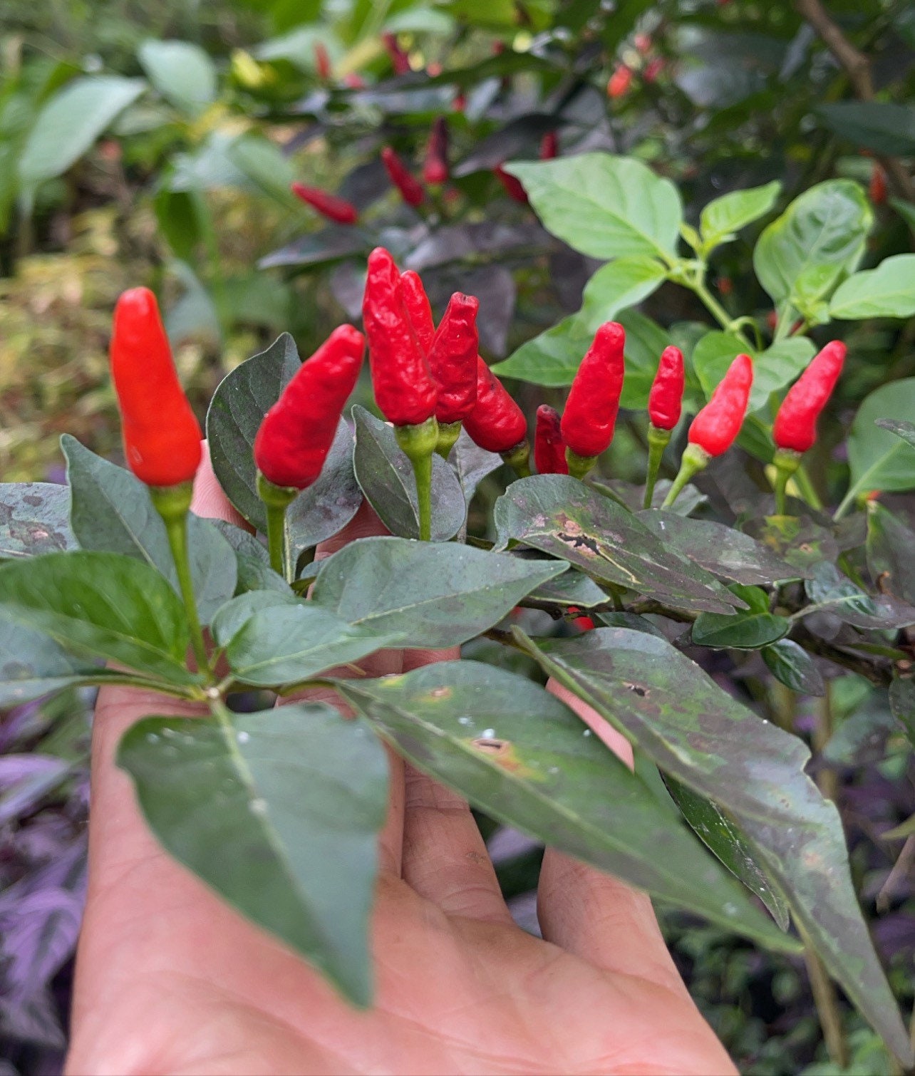 Hawaiian Chili Pepper Seeds Etsy