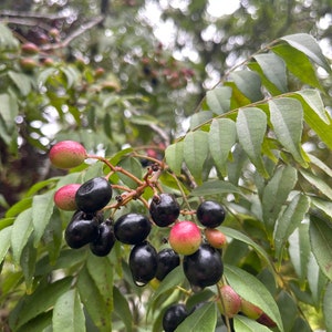 Curry Tree seeds