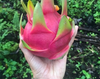 White Dragon Fruit Seeds