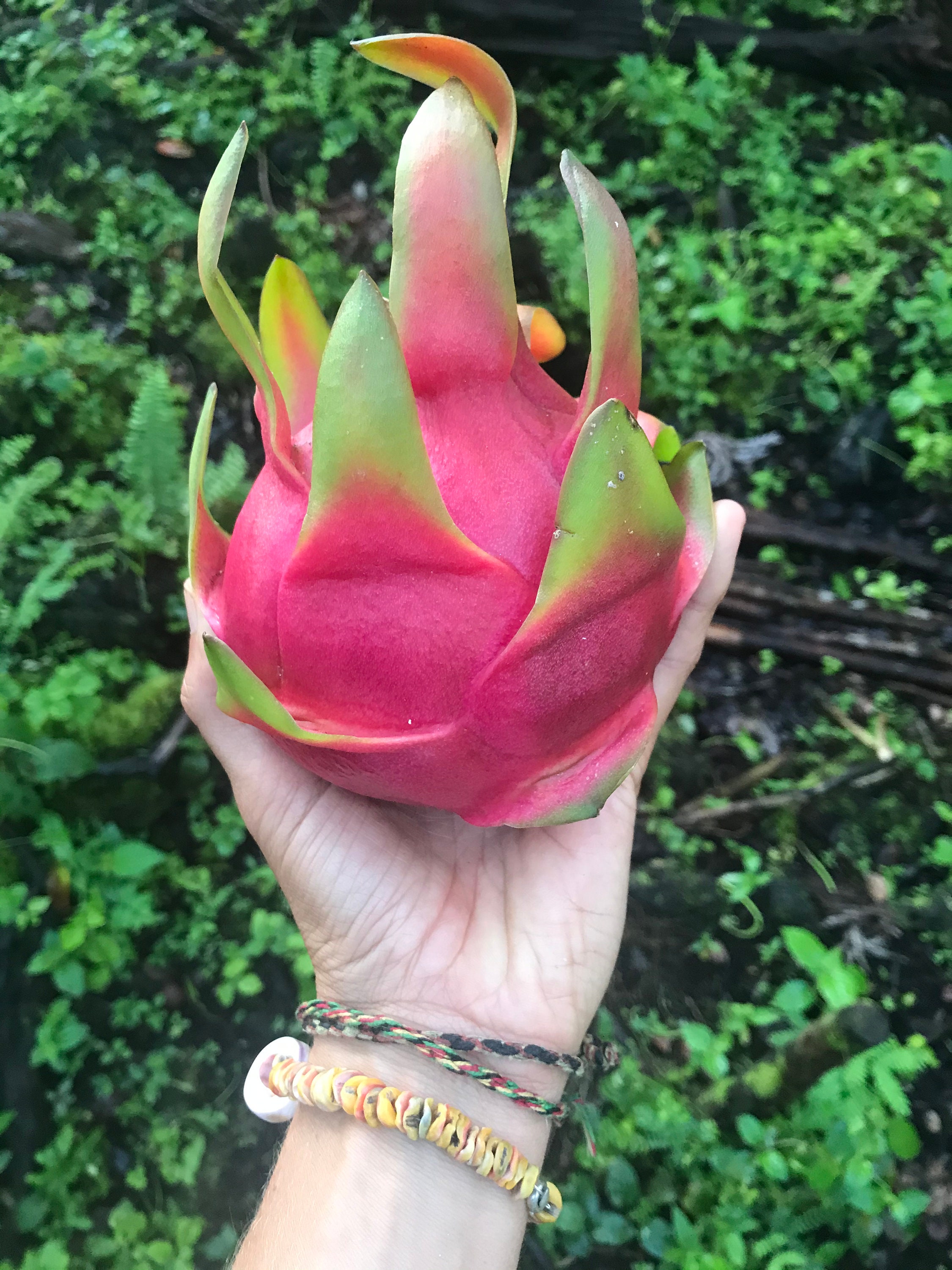 Dragon Fruit - Hylocereus triangularis – Smart Seeds Emporium