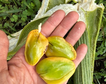 Extra Large & FAT Ice Cream Bean Seeds