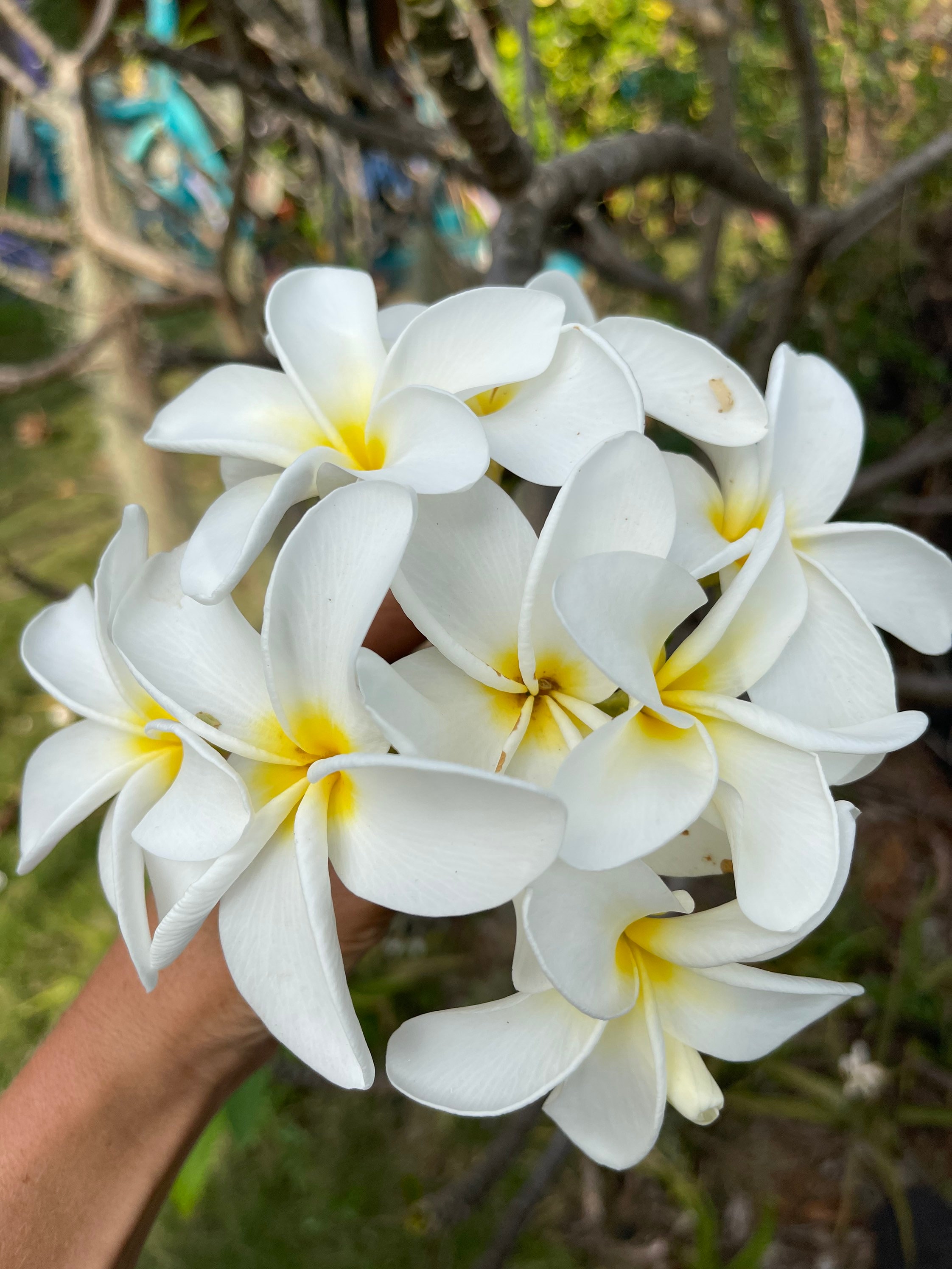 White Plumeria Cuttings Etsy