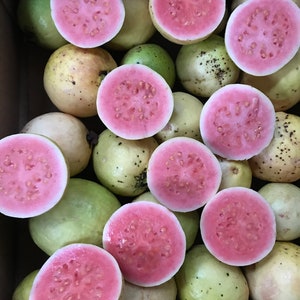 Mystery Guava Seeds