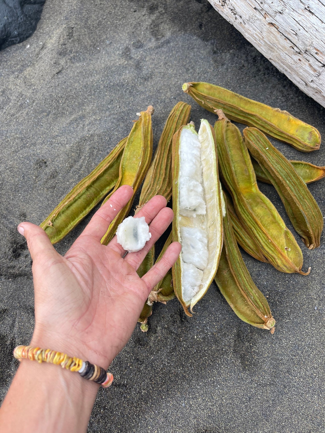 Ice Cream Bean Seeds Etsy