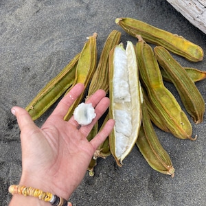 Ice cream bean seeds