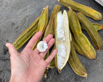 Ice cream bean seeds