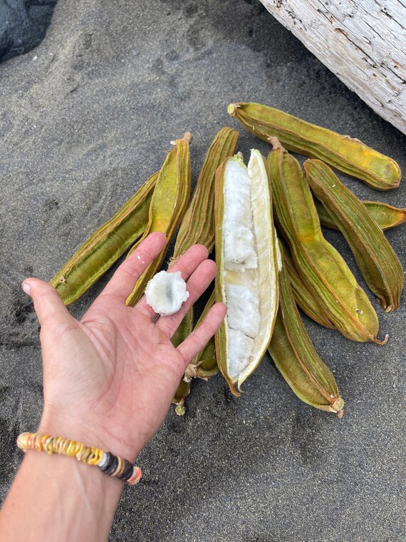 Ice Cream Bean Seeds Etsy