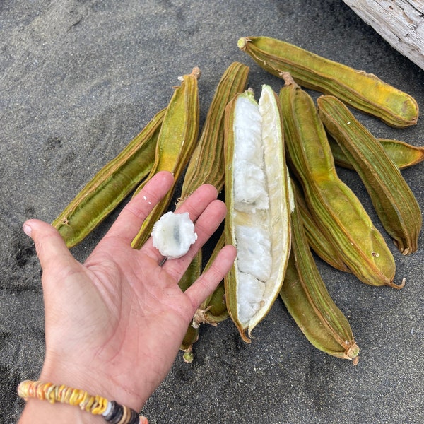 Ice Cream Bean Fruit Seeds Etsy