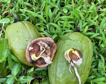 malabar chesnut seeds - organic from hawaii