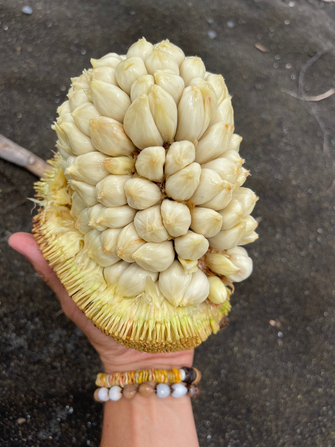 RARE Marang Fruit Seeds Etsy