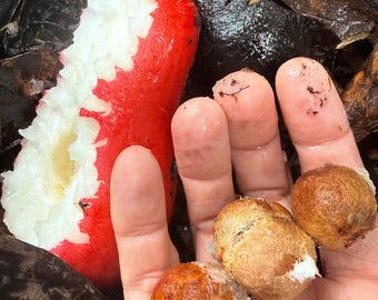 mountain apple “kingston” seeds - huge hawaiian mountain apple tree