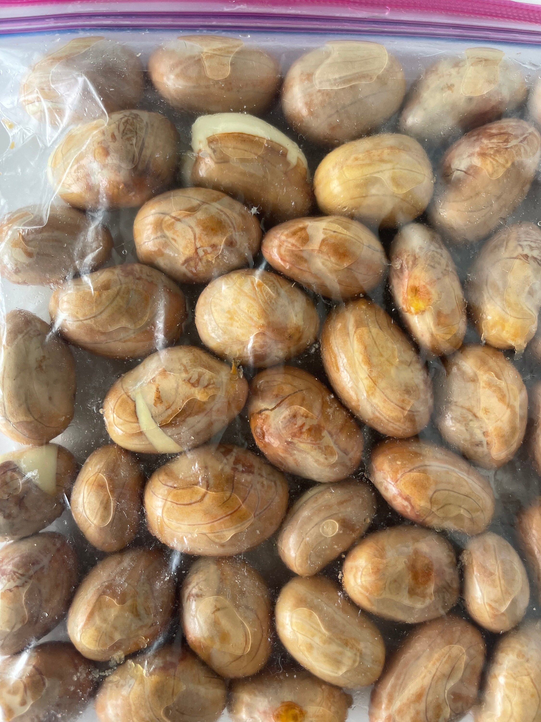 Cempedak Seeds (RARE) - Etsy