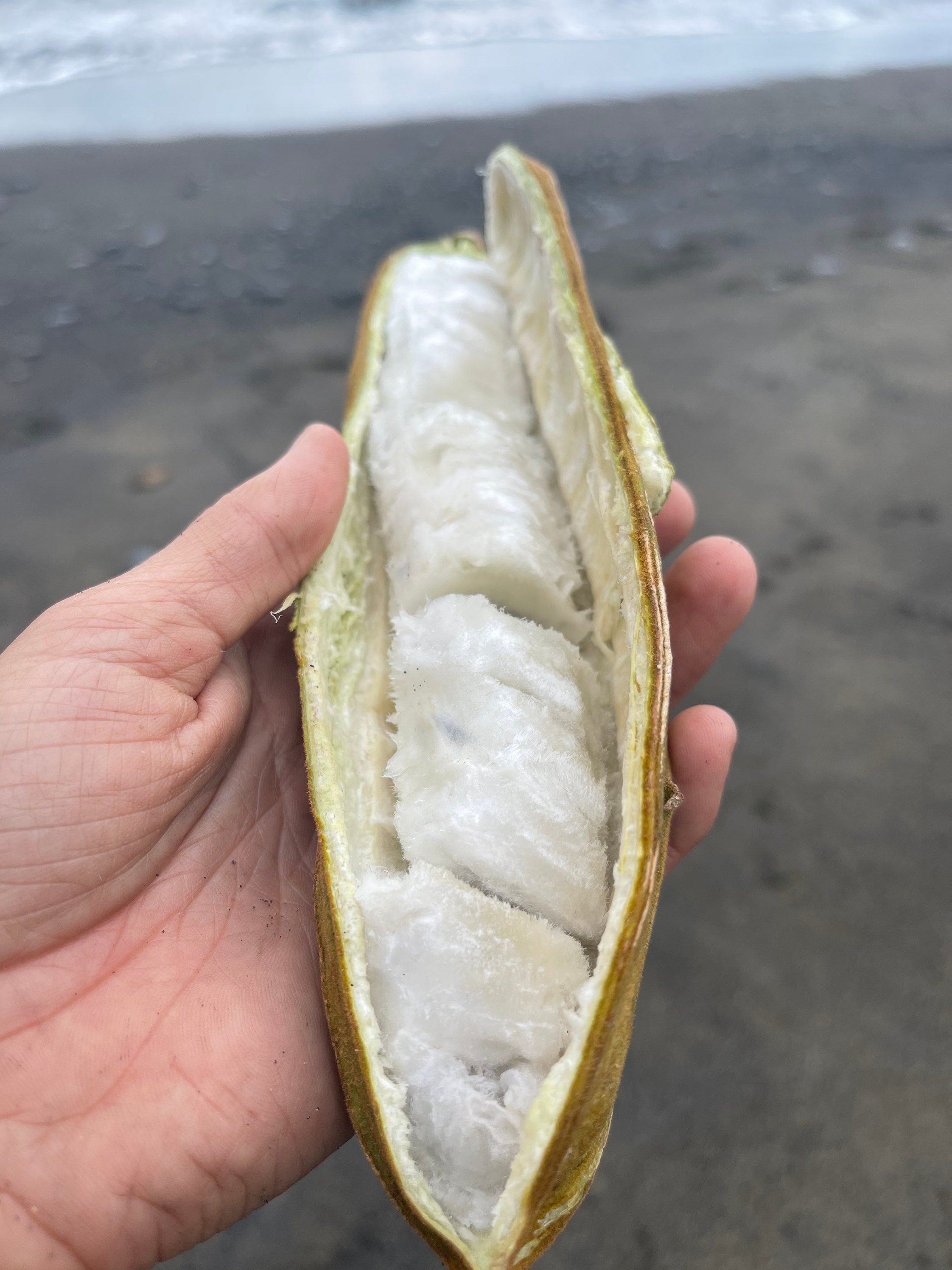 Ice Cream Bean Seeds Etsy