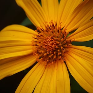 Yellow Mexican Sunflower Cuttings