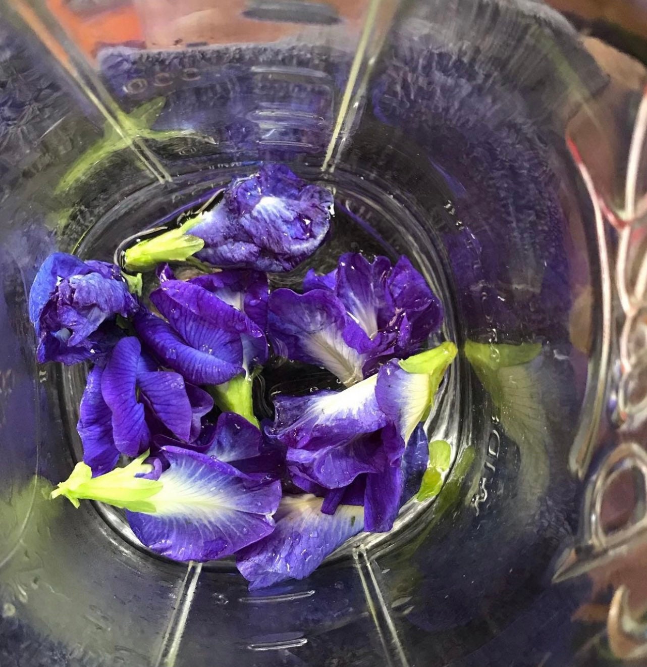 Butterfly Pea Flower Seeds Etsy