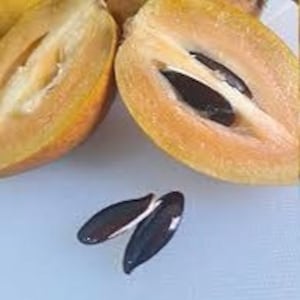 Chico Sapote Seeds