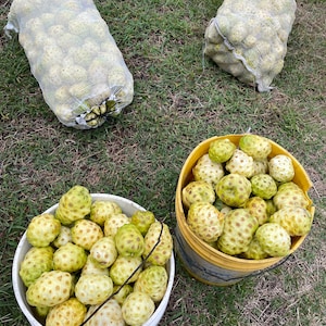 Noni Seeds