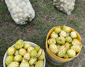 Noni Fruit Seeds - Organically Grown, Hawaiian Medicinal Plant