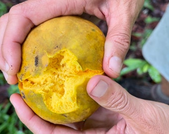 Canistel (Eggfruit) seeds