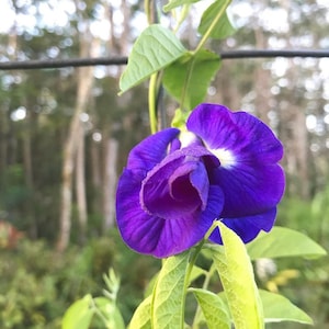 Butterfly Pea Flower Seeds