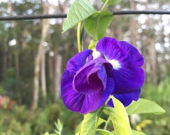 Butterfly Pea Flower Seeds
