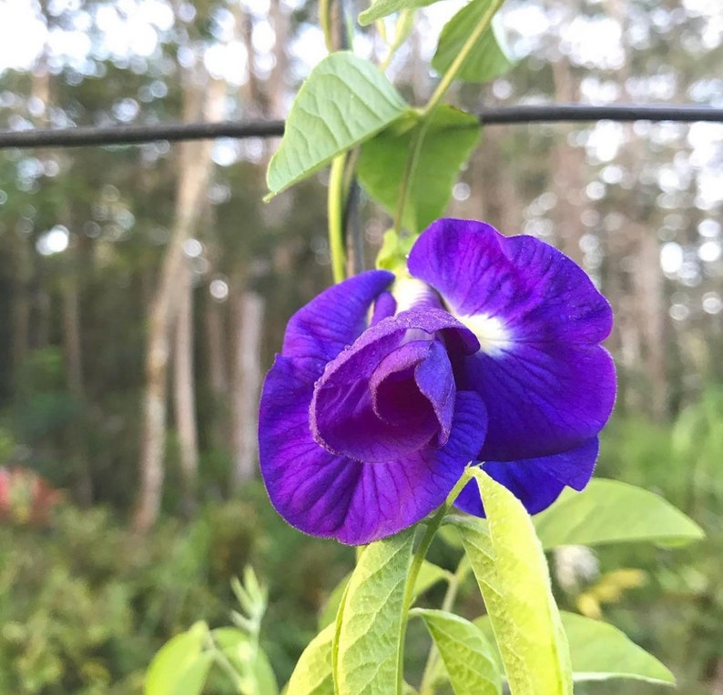 Butterfly Pea Flower Seeds Etsy