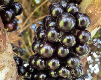 jabotcaba SEEDS