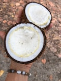 Sprouted coconut (for eat)