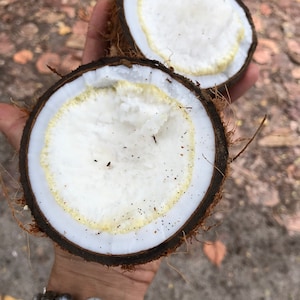 Sprouted coconut (for eat)