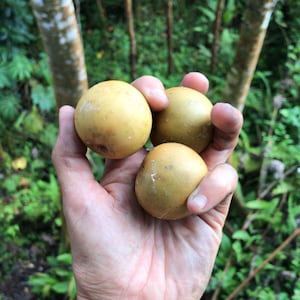 Sweet Calabash Passionfruit (Hard-shelled lilikoi)