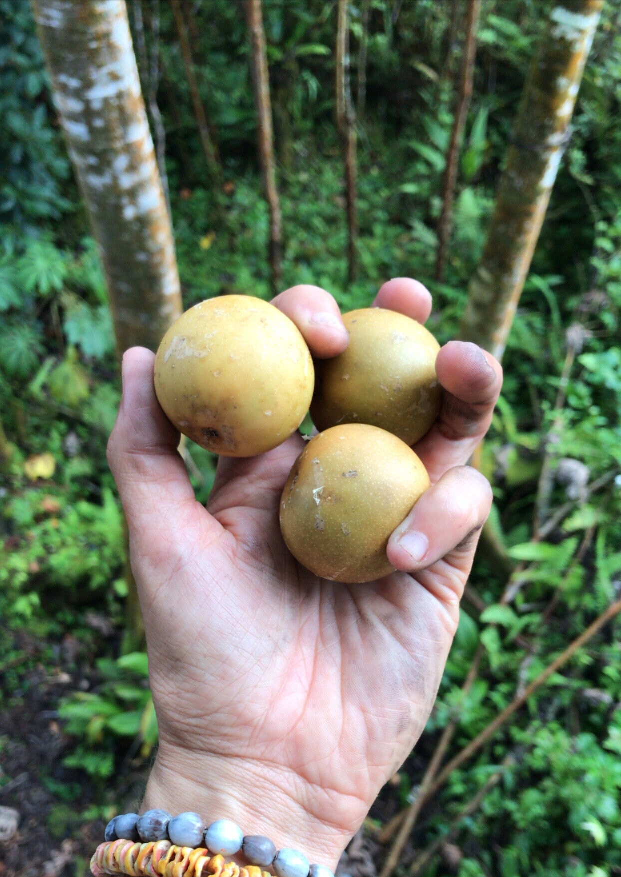 Sweet Calabash Passionfruit (hard-shelled Lilikoi) - Etsy