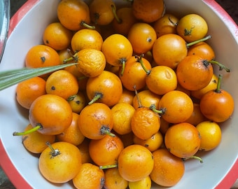 Lemondrop Mangosteen SEEDS - organic and fresh